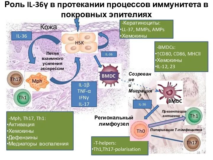 Роль IL-36γ в протекании процессов иммунитета в покровных эпителиях IL-36 IL-1β TNF-α