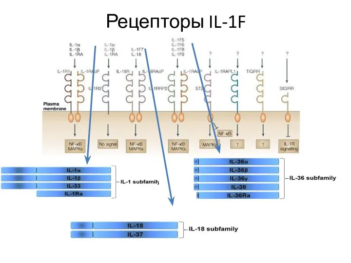 Рецепторы IL-1F