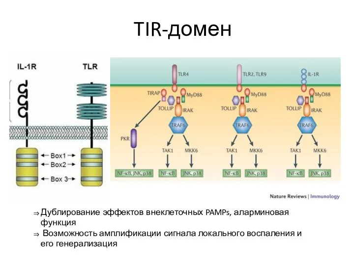 TIR-домен Дублирование эффектов внеклеточных PAMPs, аларминовая функция Возможность амплификации сигнала локального воспаления и его генерализация
