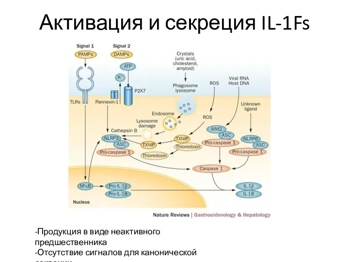 Активация и секреция IL-1Fs -Продукция в виде неактивного предшественника -Отсутствие сигналов для канонической секреции