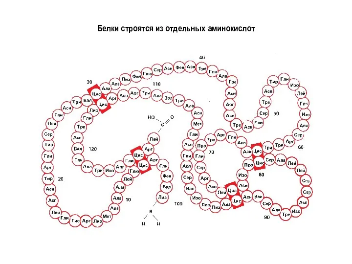 Белки строятся из отдельных аминокислот