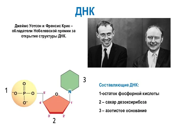 ДНК Джеймс Уотсон и Френсис Крик – обладатели Нобелевской премии за открытие