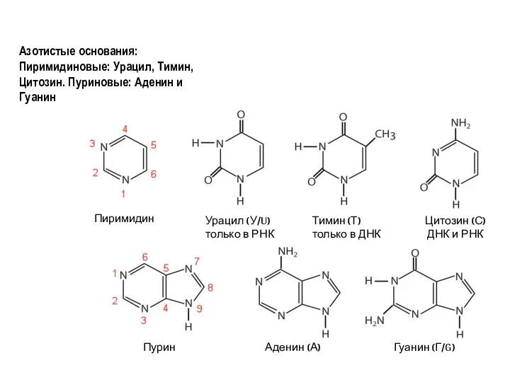 Азотистые основания: Пиримидиновые: Урацил, Тимин, Цитозин. Пуриновые: Аденин и Гуанин