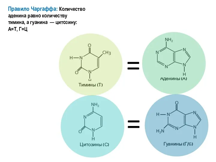 Правило Чаргаффа: Количество аденина равно количеству тимина, а гуанина — цитозину: А=Т, Г=Ц