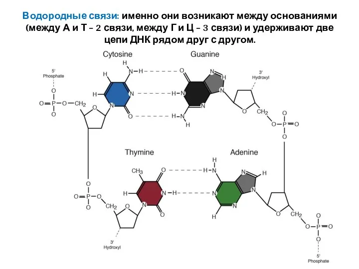 Водородные связи: именно они возникают между основаниями (между А и Т –