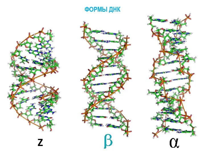 Z ФОРМЫ ДНК