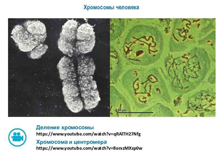 Хромосомы человека Деление хромосомы https://www.youtube.com/watch?v=qRAlTH27Nfg Хромосома и центромера https://www.youtube.com/watch?v=8orxzMXzp0w