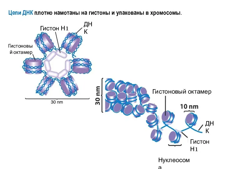 Цепи ДНК плотно намотаны на гистоны и упакованы в хромосомы.