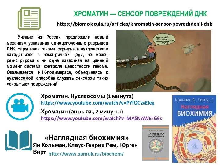 https://biomolecula.ru/articles/khromatin-sensor-povrezhdenii-dnk ХРОМАТИН — СЕНСОР ПОВРЕЖДЕНИЙ ДНК Ученые из России предложили новый механизм