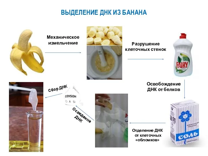 ВЫДЕЛЕНИЕ ДНК ИЗ БАНАНА Механическое измельчение Разрушение клеточных стенок Освобождение ДНК от