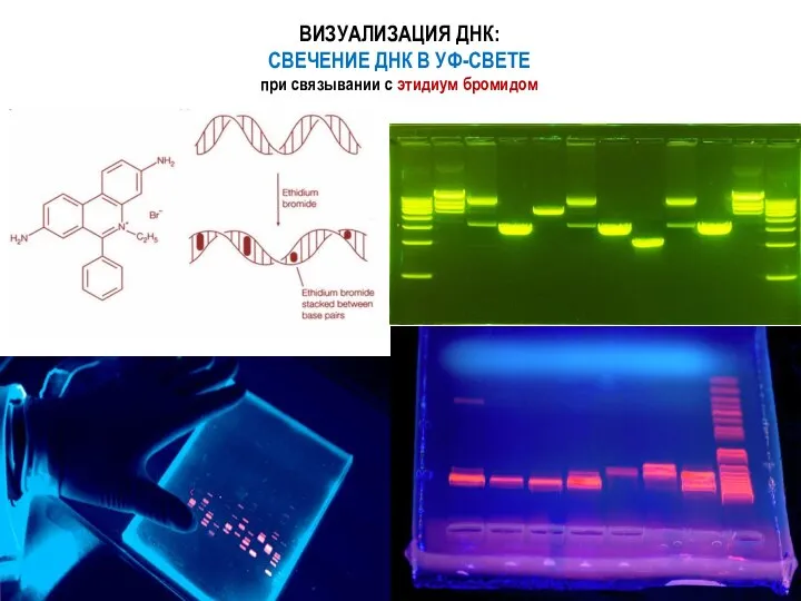 ВИЗУАЛИЗАЦИЯ ДНК: СВЕЧЕНИЕ ДНК В УФ-СВЕТЕ при связывании с этидиум бромидом