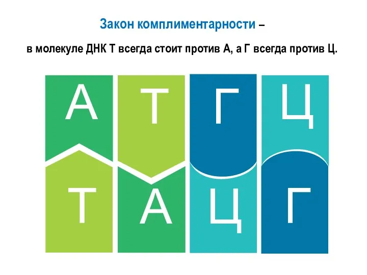 Закон комплиментарности – в молекуле ДНК Т всегда стоит против А, а Г всегда против Ц.