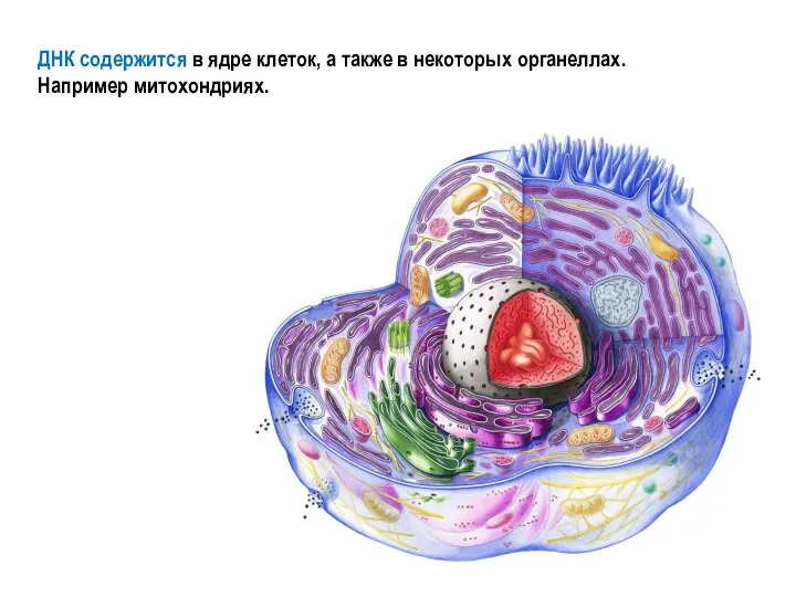 ДНК содержится в ядре клеток, а также в некоторых органеллах. Например митохондриях.