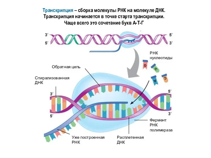 Транскрипция – сборка молекулы РНК на молекуле ДНК. Транскрипция начинается в точке