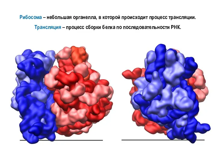 Рибосома – небольшая органелла, в которой происходит процесс трансляции. Трансляция – процесс