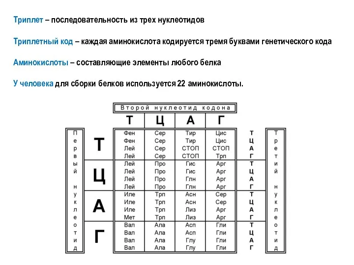 Триплет – последовательность из трех нуклеотидов Триплетный код – каждая аминокислота кодируется