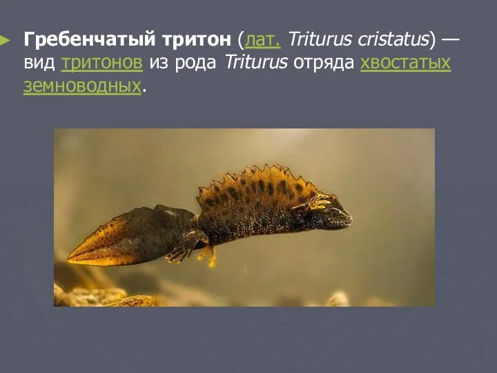 Гребенчатый тритон (лат. Triturus cristatus) — вид тритонов из рода Triturus отряда хвостатых земноводных.