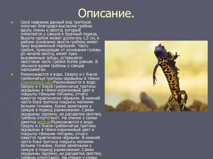 Описание. Своё название данный вид тритонов получил благодаря высокому гребню вдоль спины