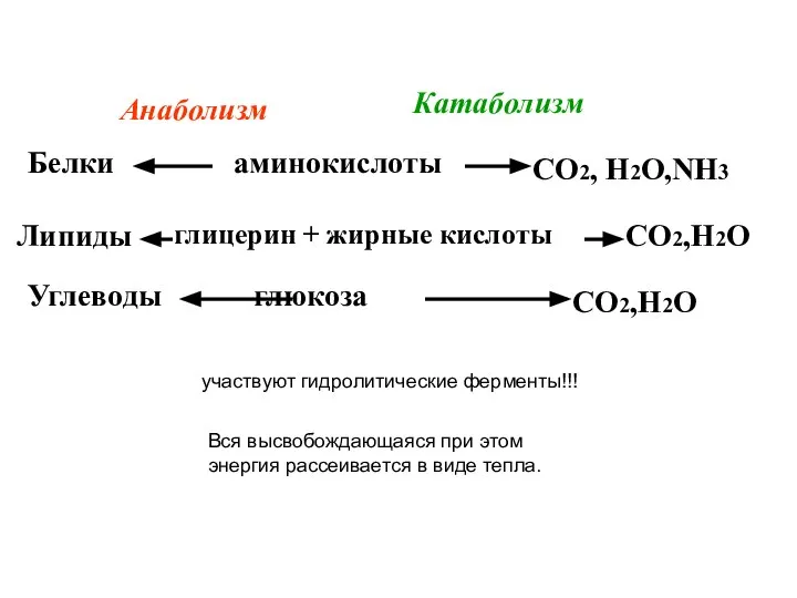 аминокислоты глицерин + жирные кислоты глюкоза Белки Липиды Углеводы СО2, Н2О,NH3 СО2,Н2О