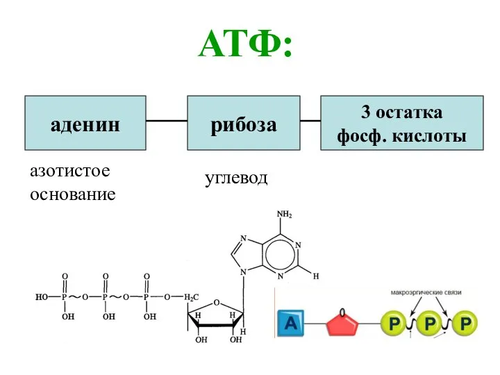 АТФ: аденин рибоза 3 остатка фосф. кислоты азотистое основание углевод