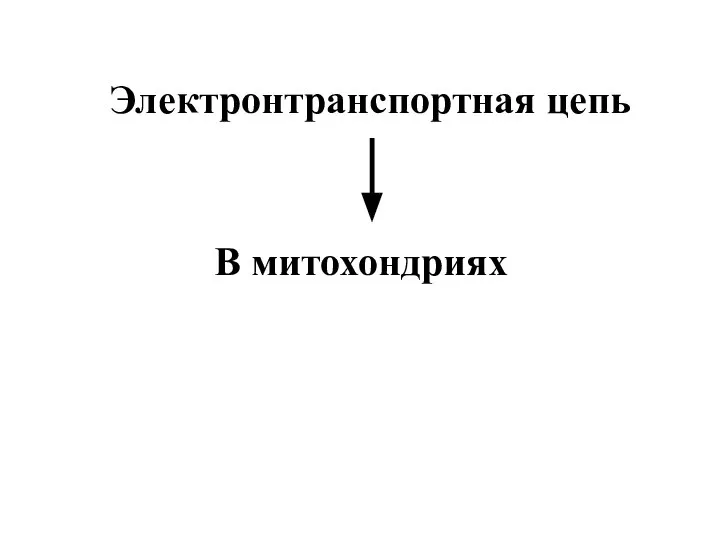 Электронтранспортная цепь В митохондриях