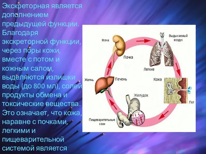 Экскреторная является дополнением предыдущей функции. Благодаря экскреторной функции, через поры кожи, вместе