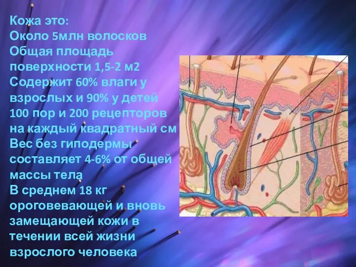 Кожа это: Около 5млн волосков Общая площадь поверхности 1,5-2 м2 Содержит 60%