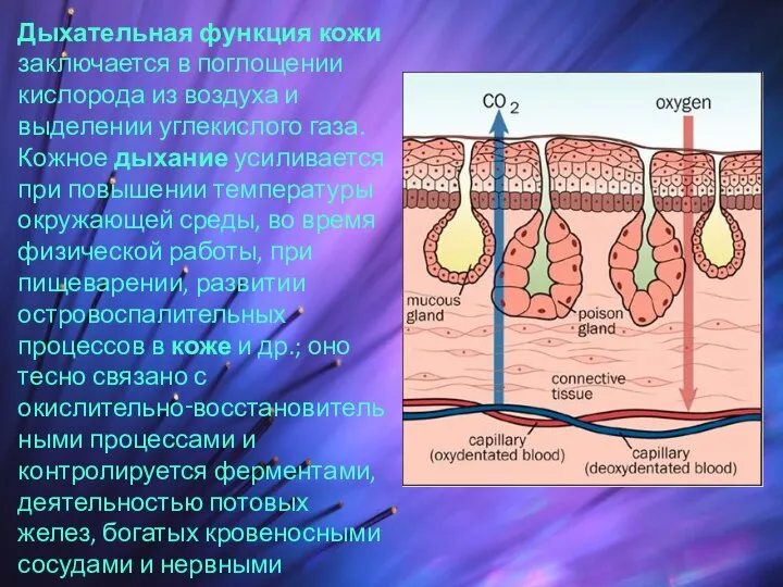 Дыхательная функция кожи заключается в поглощении кислорода из воздуха и выделении углекислого