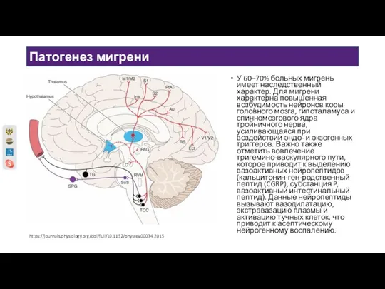 Патогенез мигрени У 60–70% больных мигрень имеет наследственный характер. Для мигрени характерна