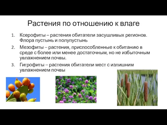 Растения по отношению к влаге Ксерофиты – растения обитатели засушливых регионов. Флора