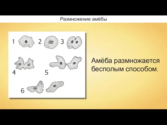 Размножение амёбы Амёба размножается бесполым способом.