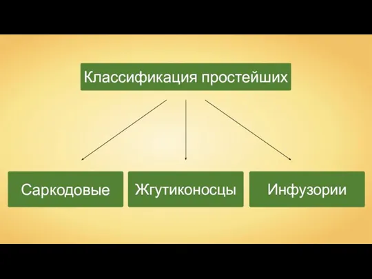 Классификация простейших Саркодовые Жгутиконосцы Инфузории