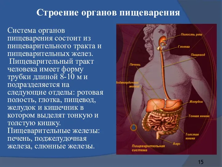 Строение органов пищеварения Система органов пищеварения состоит из пищеварительного тракта и пищеварительных