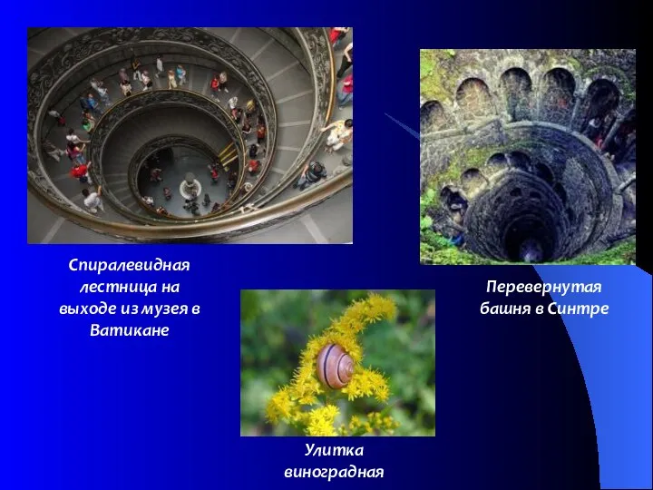 Улитка виноградная Спиралевидная лестница на выходе из музея в Ватикане Перевернутая башня в Синтре