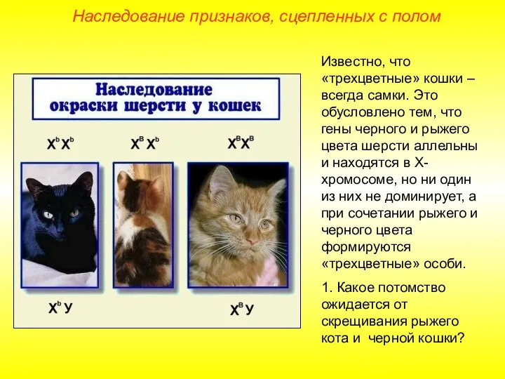 Наследование признаков, сцепленных с полом Известно, что «трехцветные» кошки – всегда самки.