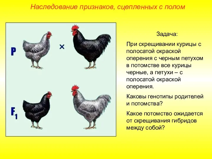 Наследование признаков, сцепленных с полом Задача: При скрещивании курицы с полосатой окраской