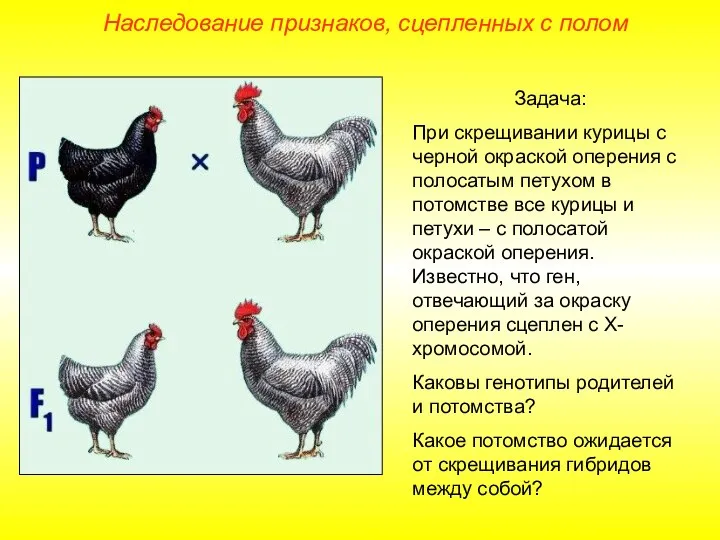 Наследование признаков, сцепленных с полом Задача: При скрещивании курицы с черной окраской