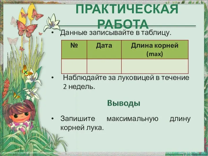 ПРАКТИЧЕСКАЯ РАБОТА Данные записывайте в таблицу. Наблюдайте за луковицей в течение 2