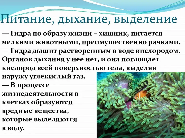 Питание, дыхание, выделение — Гидра по образу жизни – хищник, питается мелкими