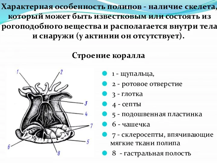 Характерная особенность полипов - наличие скелета, который может быть известковым или состоять