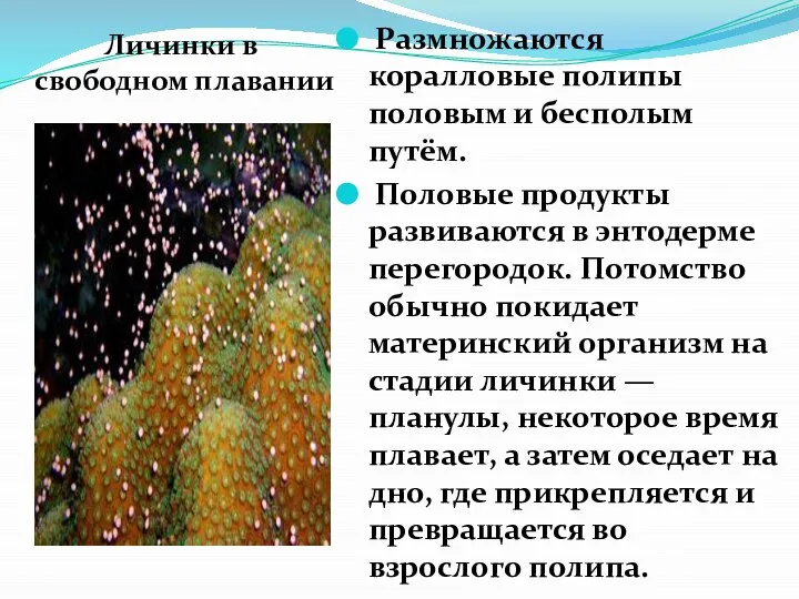 Личинки в свободном плавании Размножаются коралловые полипы половым и бесполым путём. Половые