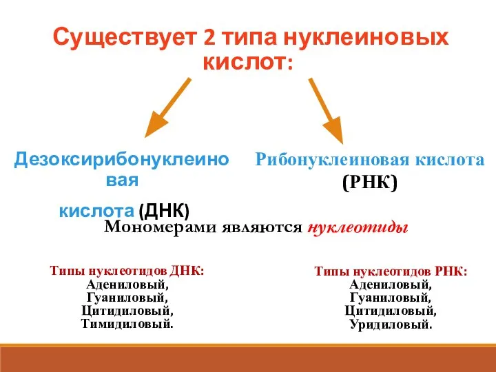 Существует 2 типа нуклеиновых кислот: Дезоксирибонуклеиновая кислота (ДНК) Рибонуклеиновая кислота (РНК) Мономерами