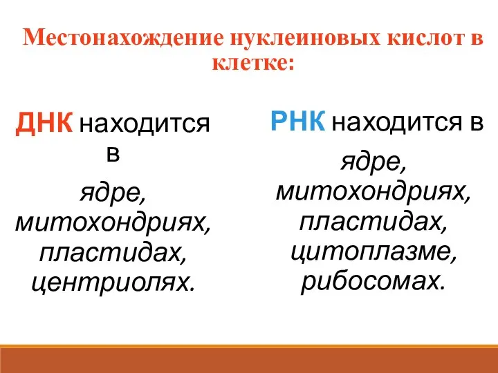 Местонахождение нуклеиновых кислот в клетке: ДНК находится в ядре, митохондриях, пластидах, центриолях.