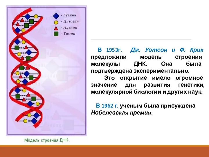 В 1953г. Дж. Уотсон и Ф. Крик предложили модель строения молекулы ДНК.