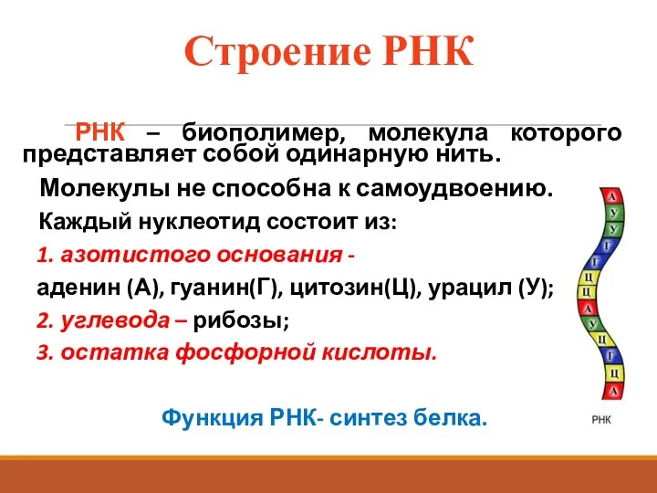 Строение РНК РНК – биополимер, молекула которого представляет собой одинарную нить. Молекулы