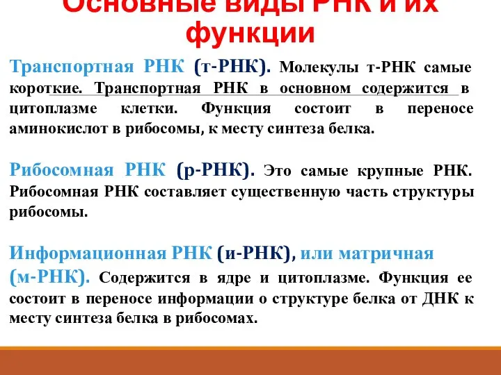 Основные виды РНК и их функции Транспортная РНК (т-РНК). Молекулы т-РНК самые