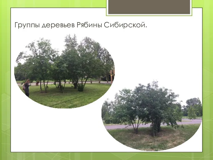 Группы деревьев Рябины Сибирской.