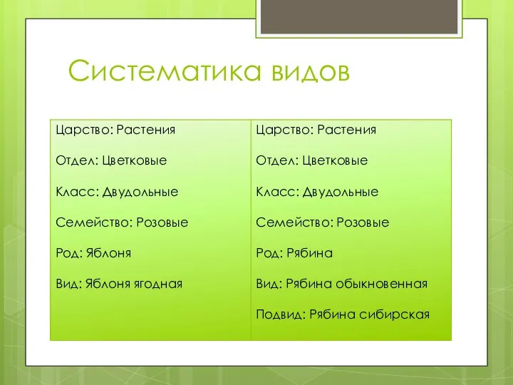 Систематика видов Царство: Растения Отдел: Цветковые Класс: Двудольные Семейство: Розовые Род: Яблоня Вид: Яблоня ягодная