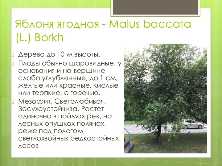 Яблоня ягодная - Malus baccata (L.) Borkh Дерево до 10 м высоты.