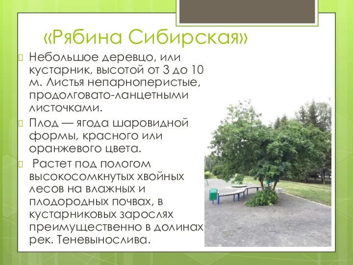 «Рябина Сибирская» Небольшое деревцо, или кустарник, высотой от 3 до 10 м.